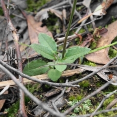 Bunochilus umbrinus (ACT) = Pterostylis umbrina (NSW) at suppressed - suppressed