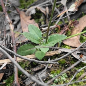Bunochilus umbrinus (ACT) = Pterostylis umbrina (NSW) at suppressed - suppressed