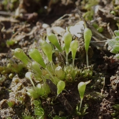 Entosthodon sp. at Franklin, ACT - 1 Aug 2020 by JanetRussell