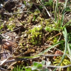 Entosthodon sp. at Franklin, ACT - 1 Aug 2020