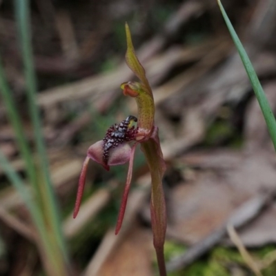 Chiloglottis reflexa (Short-clubbed Wasp Orchid) at Downer, ACT - 6 Aug 2020 by shoko