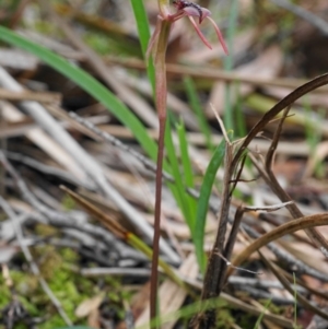 Chiloglottis reflexa at Downer, ACT - suppressed