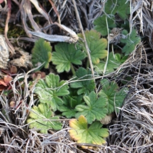 Geranium sp. at Mount Clear, ACT - 1 Aug 2020 04:24 PM