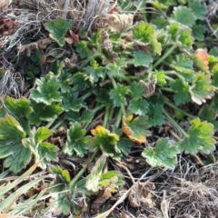 Geranium sp. at Mount Clear, ACT - 1 Aug 2020 04:24 PM