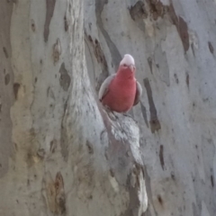 Eolophus roseicapilla (Galah) at Isaacs, ACT - 6 Aug 2020 by Mike