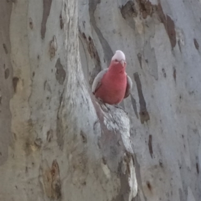 Eolophus roseicapilla (Galah) at Isaacs Ridge and Nearby - 6 Aug 2020 by Mike