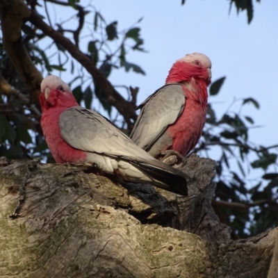 Eolophus roseicapilla (Galah) at Isaacs Ridge - 6 Aug 2020 by Mike