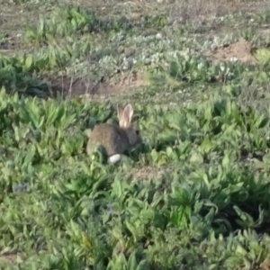 Oryctolagus cuniculus at Isaacs Ridge - 6 Aug 2020 03:37 PM