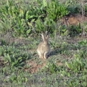 Oryctolagus cuniculus at Isaacs Ridge - 6 Aug 2020 03:37 PM
