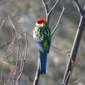 Platycercus eximius at O'Malley, ACT - 1 Aug 2020