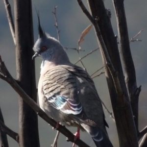 Ocyphaps lophotes at O'Malley, ACT - 1 Aug 2020 02:10 PM