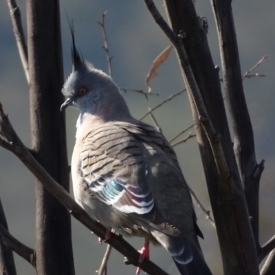 Ocyphaps lophotes (Crested Pigeon) at O'Malley, ACT - 1 Aug 2020 by Mike
