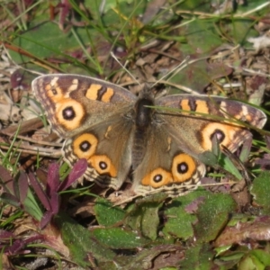 Junonia villida at Fyshwick, ACT - 6 Aug 2020 12:07 PM