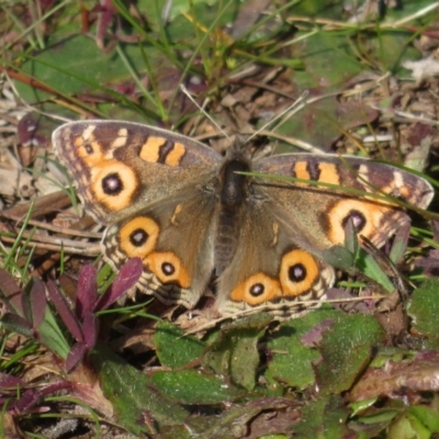 Junonia villida (Meadow Argus) at Fyshwick, ACT - 6 Aug 2020 by RobParnell