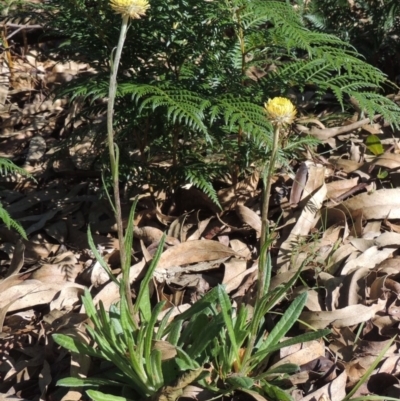 Coronidium scorpioides (Button Everlasting) at Wyndham, NSW - 20 Jul 2020 by michaelb