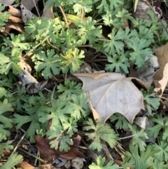 Geranium sp. (Geranium) at Fowles St. Woodland, Weston - 6 Aug 2020 by AliceH