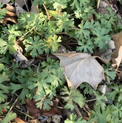 Geranium sp. (Geranium) at Weston, ACT - 6 Aug 2020 by AliceH