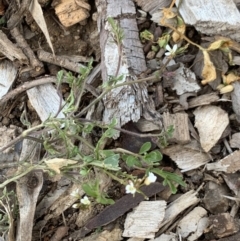 Cardamine flexuosa (Wavy Bitter Cress) at Weston, ACT - 6 Aug 2020 by AliceH