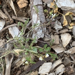 Cardamine flexuosa at Weston, ACT - 6 Aug 2020