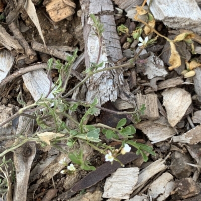 Cardamine flexuosa (Wavy Bitter Cress) at Fowles St. Woodland, Weston - 6 Aug 2020 by AliceH