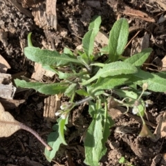 Capsella bursa-pastoris (Shepherd's Purse) at Weston, ACT - 6 Aug 2020 by AliceH