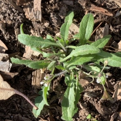 Capsella bursa-pastoris (Shepherd's Purse) at Fowles St. Woodland, Weston - 6 Aug 2020 by AliceH