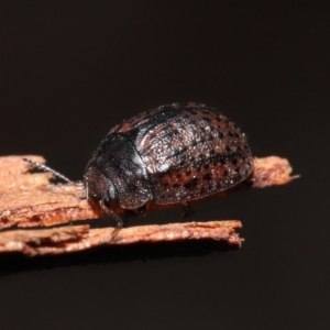 Trachymela sp. (genus) at Downer, ACT - 4 Aug 2020