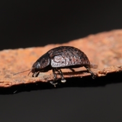 Trachymela sp. (genus) at Downer, ACT - 4 Aug 2020