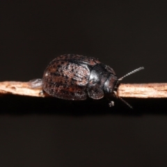 Trachymela sp. (genus) at Downer, ACT - 4 Aug 2020