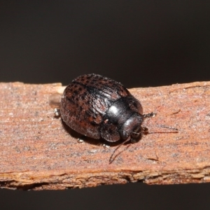 Trachymela sp. (genus) at Downer, ACT - 4 Aug 2020