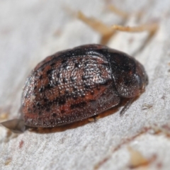 Trachymela sp. (genus) at Downer, ACT - 4 Aug 2020