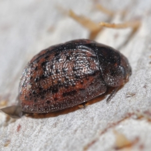 Trachymela sp. (genus) at Downer, ACT - 4 Aug 2020