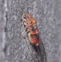 Glycaspis sp. (genus) (Unidentified sugary lerp) at Downer, ACT - 6 Aug 2020 by TimL