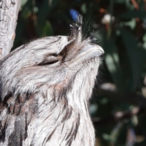 Podargus strigoides at Downer, ACT - 6 Aug 2020