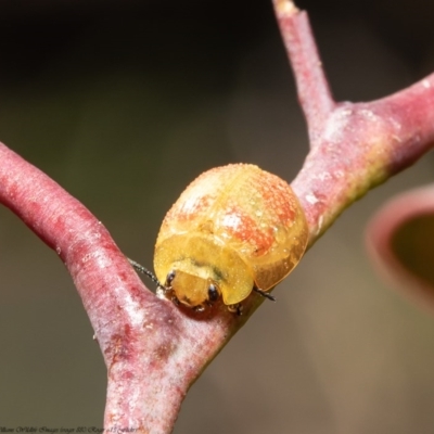 Paropsisterna fastidiosa (Eucalyptus leaf beetle) at Kama - 30 Jul 2020 by Roger