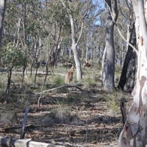 Macropus giganteus at Downer, ACT - 6 Aug 2020 10:35 AM