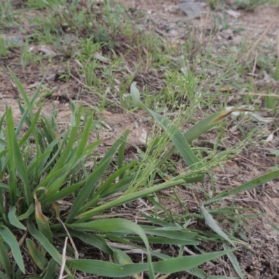 Panicum effusum (Hairy Panic Grass) at Coombs, ACT - 2 Mar 2020 by MichaelBedingfield