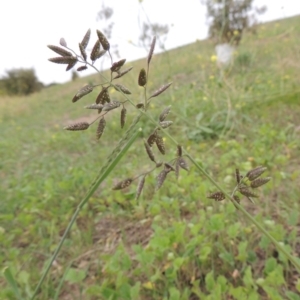 Eragrostis cilianensis at Coombs, ACT - 2 Mar 2020