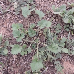 Erodium crinitum (Native Crowfoot) at Coombs, ACT - 2 Mar 2020 by michaelb