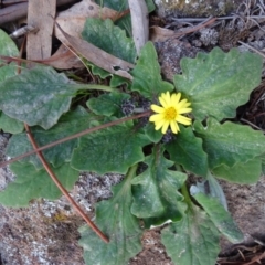 Cymbonotus sp. (preissianus or lawsonianus) (Bears Ears) at Isaacs, ACT - 6 Aug 2020 by Mike