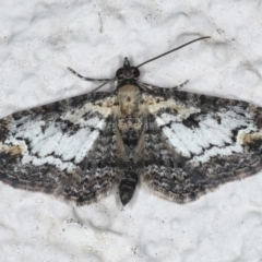 Pasiphilodes testulata (Pome looper) at Ainslie, ACT - 6 Aug 2020 by jb2602