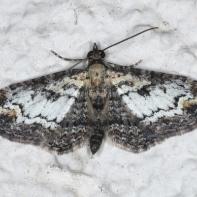 Pasiphilodes testulata (Pome looper) at Ainslie, ACT - 6 Aug 2020 by jbromilow50