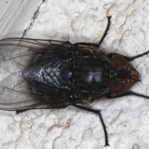 Calliphora vicina at Ainslie, ACT - 6 Aug 2020