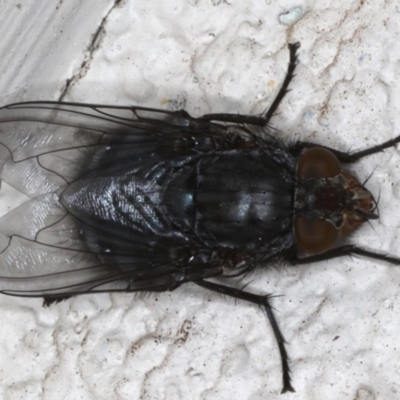 Calliphora vicina (European bluebottle) at Ainslie, ACT - 6 Aug 2020 by jbromilow50