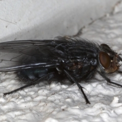 Calliphora vicina at Ainslie, ACT - 6 Aug 2020