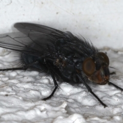 Calliphora vicina at Ainslie, ACT - 6 Aug 2020