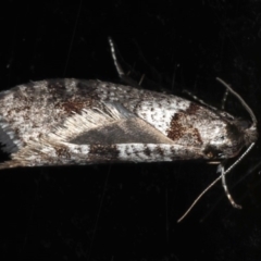 Lepidoscia heliochares (Lepidoscia heliochares) at Ainslie, ACT - 5 Aug 2020 by jb2602