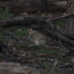 Oryctolagus cuniculus (European Rabbit) at Ainslie, ACT - 5 Aug 2020 by jb2602