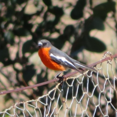 Petroica phoenicea (Flame Robin) at Tennent, ACT - 5 Aug 2020 by Christine