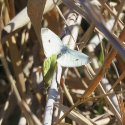 Pieris rapae (Cabbage White) at Old Naas TSR - 5 Aug 2020 by Christine